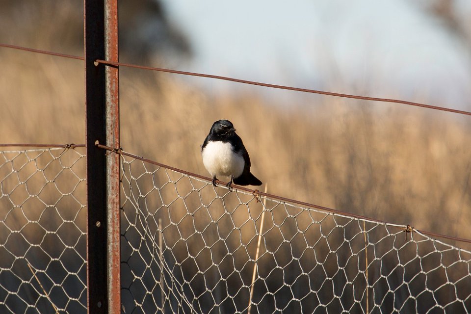 willie wagtail